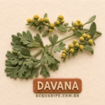 Nota - Davana